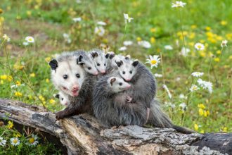 92 animais silvestres foram apreendidos em operação do MP.