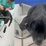 Cachorro baleado durante operação no Rio recebe alta 64 Cachorro passa bem e está em casa, mas continuará sendo monitorado por equipe do Hospital São Francisco de Assis