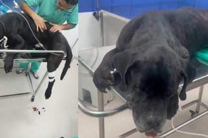 Cachorro baleado durante operação no Rio recebe alta 66 Cachorro passa bem e está em casa, mas continuará sendo monitorado por equipe do Hospital São Francisco de Assis