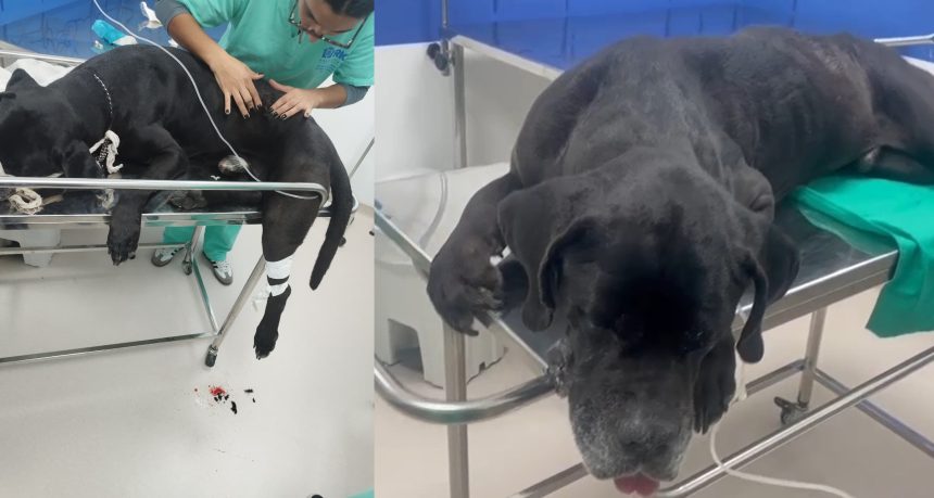 Cachorro baleado durante operação no Rio recebe alta 61 Cachorro passa bem e está em casa, mas continuará sendo monitorado por equipe do Hospital São Francisco de Assis