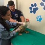 Depois da quarentena no Centro de Controle de Zoonoses, os animais retornarão ao Parque Guinle, em Laranjeiras