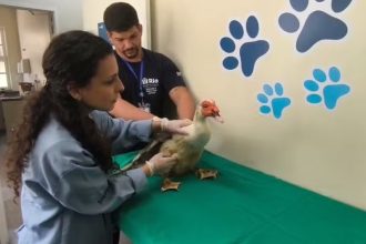 Depois da quarentena no Centro de Controle de Zoonoses, os animais retornarão ao Parque Guinle, em Laranjeiras