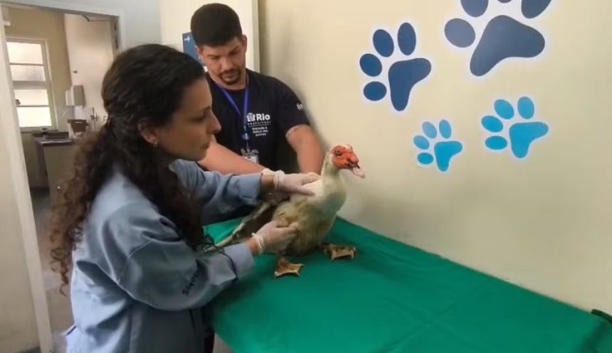 Depois da quarentena no Centro de Controle de Zoonoses, os animais retornarão ao Parque Guinle, em Laranjeiras