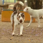 Estado do Rio pode ganhar bebedouros públicos para animais