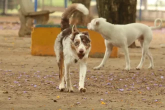Estado do Rio pode ganhar bebedouros públicos para animais