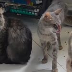 Animais serão levados a novos abrigos; Polícia pediu interdição de ONG - Foto: Reprodução/Polícia Civil
