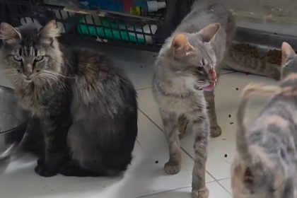 Maus-tratos aos animais: policiais resgatam 300 cães e gato em abrigo na Zona Sudoeste 62 Animais serão levados a novos abrigos; Polícia pediu interdição de ONG - Foto: Reprodução/Polícia Civil