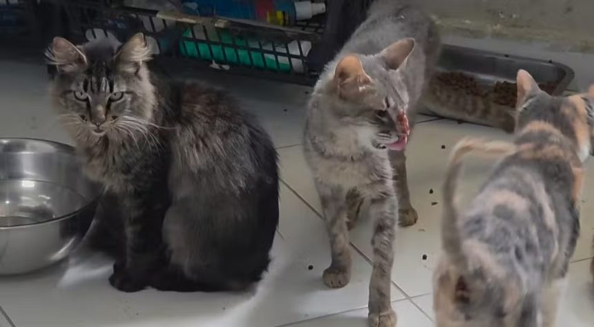 Animais serão levados a novos abrigos; Polícia pediu interdição de ONG - Foto: Reprodução/Polícia Civil