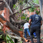 Queda de árvore no Morro dos Macacos não deixou feridos
