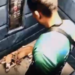 Polícia Civil pede a prisão de passeador de cães que agrediu cadela idosa no Leblon