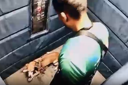 Polícia Civil pede a prisão de passeador de cães que agrediu cadela idosa no Leblon