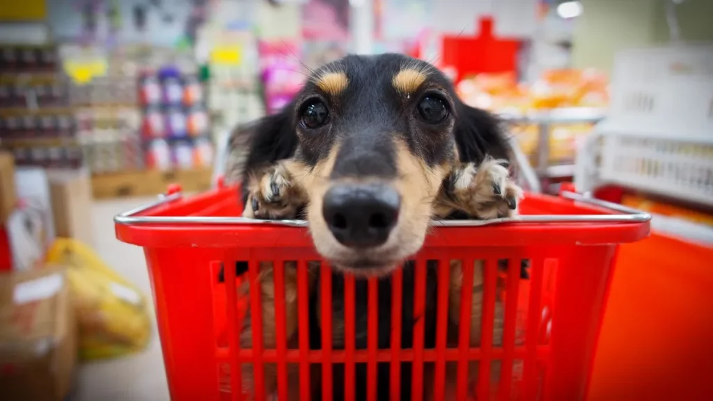 Venda e doação de animais em eventos que não tenham foco no setor pet é proibida, decidem deputados