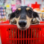 Projeto aprovado veta o uso de animais como brinde, atração ou decoração em feiras, shows e outros eventos que não sejam sobre pets.