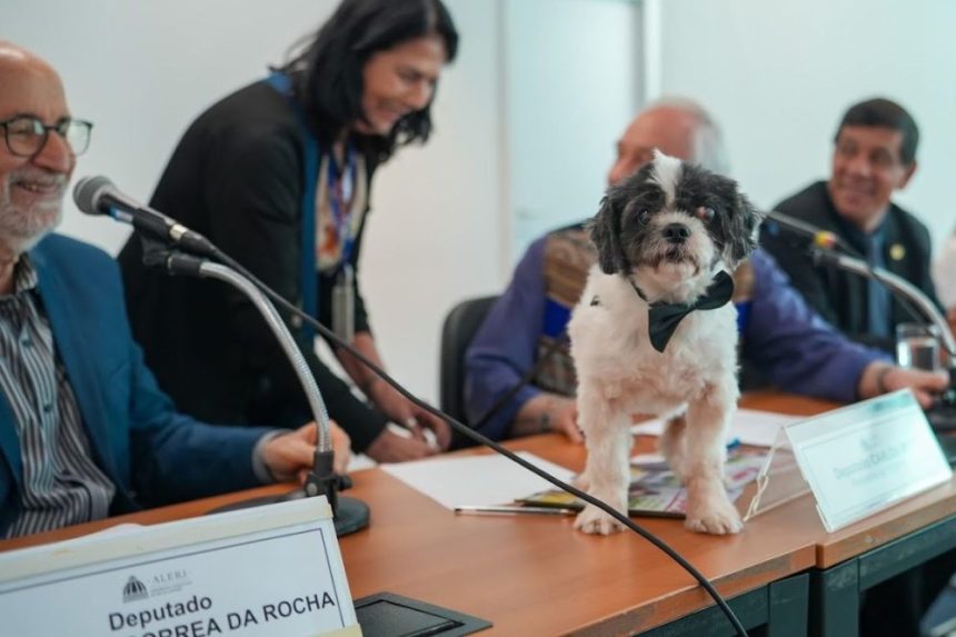 Todos os tipos de animais passam a ter proteção ampliada com o novo Código Estadual aprovado pela Alerj.