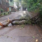 Temporal derrubou galho de árvore na Estrada das Canoas, em São Conrado e causou outras interdições na cidade.