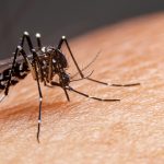 Em 2025, até terça-feira (4), foram registrados 29.315 casos prováveis, 1.200 internações e 25 óbitos por dengue.