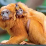 O MP encontrou os animais dopados e sendo transportados em condições precárias.