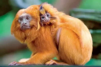 O MP encontrou os animais dopados e sendo transportados em condições precárias.