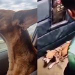 Cadela passa bem; Polícia Civil investiga o caso - Foto: Reprodução/Nas Garras da Lei