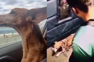 Cadela passa bem; Polícia Civil investiga o caso - Foto: Reprodução/Nas Garras da Lei