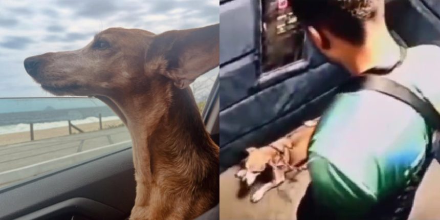 Cadela passa bem; Polícia Civil investiga o caso - Foto: Reprodução/Nas Garras da Lei