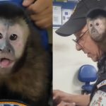 Macaco-prego foi atendido por equipes do Comando de Polícia Ambiental (CPAM)