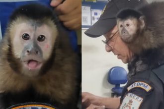 Macaco-prego foi atendido por equipes do Comando de Polícia Ambiental (CPAM)