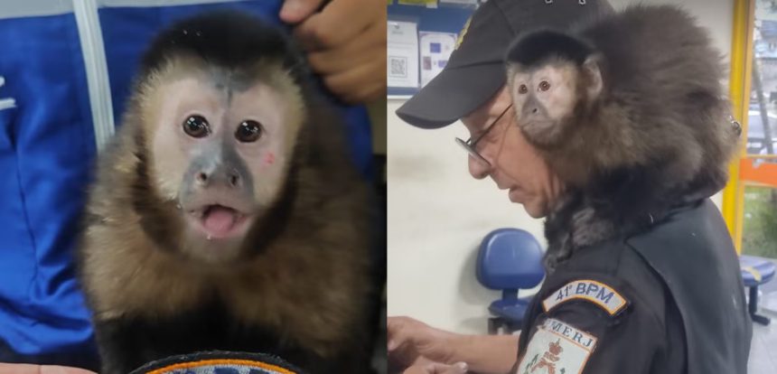 Macaco-prego foi atendido por equipes do Comando de Polícia Ambiental (CPAM)