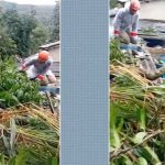 Duas dessas casas ficam no continente, uma no bairro Pontal e outra no Morro da Cruz, e três casas na vila do Abraão.