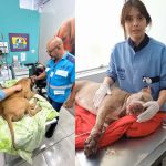 Bob, à esquerda, que foi ferido no Complexo do Alemão não resistiu aos ferimentos. Já o pitbull à direita, tem cirurgia programada para esta segunda (10).