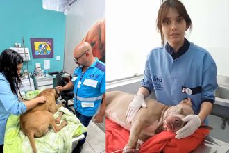 Bob, à esquerda, que foi ferido no Complexo do Alemão não resistiu aos ferimentos. Já o pitbull à direita, tem cirurgia programada para esta segunda (10).