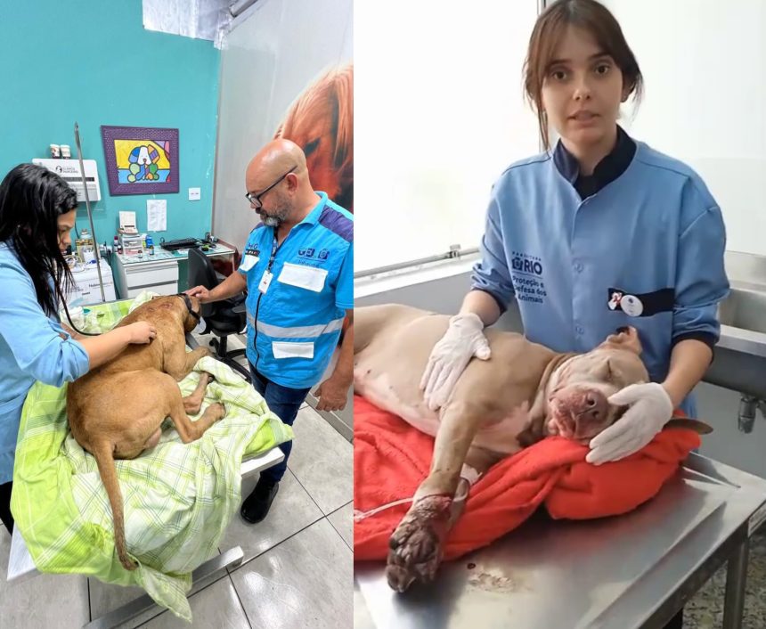 Bob, à esquerda, que foi ferido no Complexo do Alemão não resistiu aos ferimentos. Já o pitbull à direita, tem cirurgia programada para esta segunda (10).