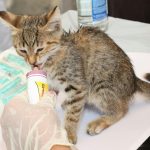 Projeto aprovado reúne novas regras de proteção aos animais, com mudanças que vão do fim dos fogos com estampido a normas mais rígidas para transporte e cuidados.