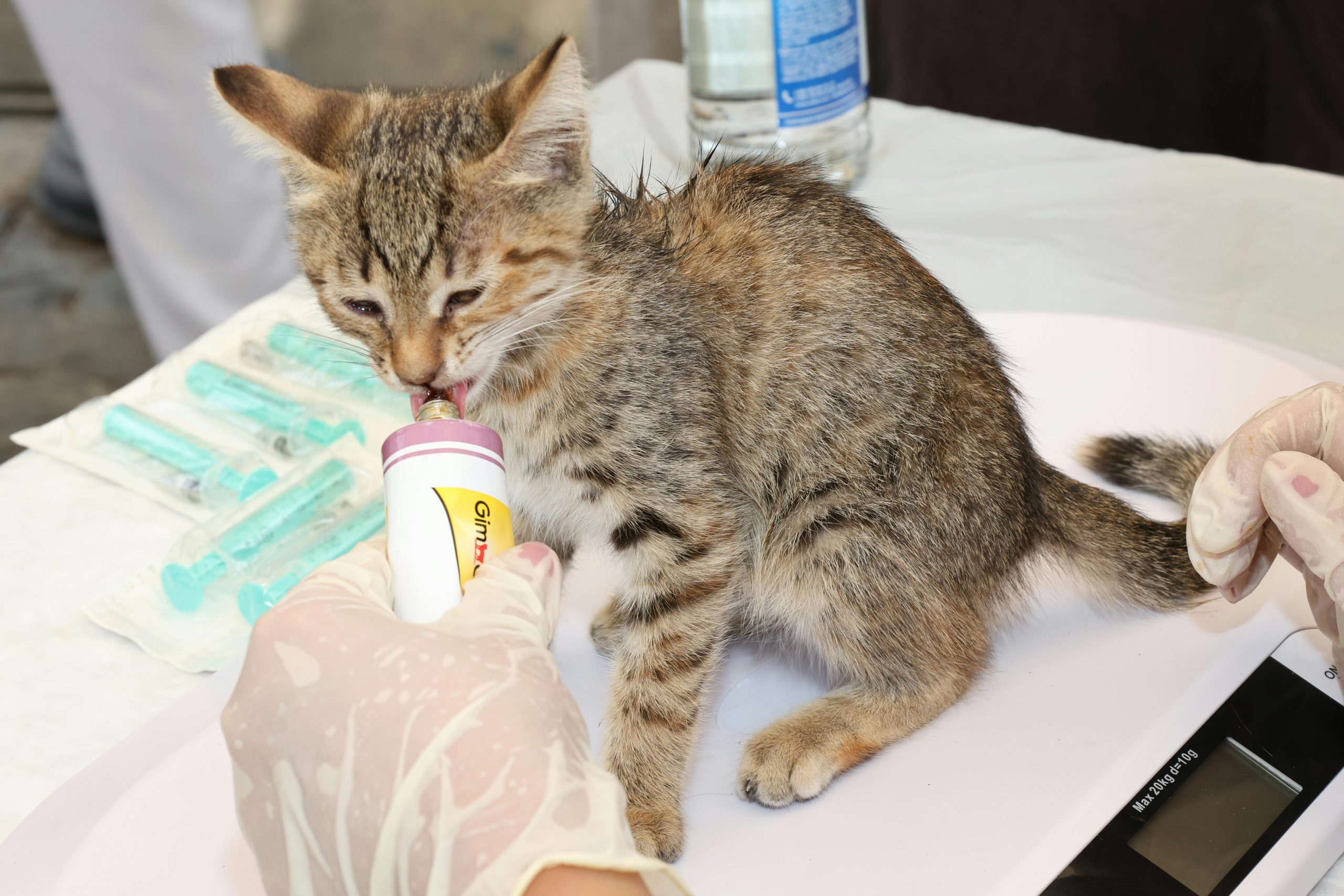 Projeto aprovado reúne novas regras de proteção aos animais, com mudanças que vão do fim dos fogos com estampido a normas mais rígidas para transporte e cuidados.