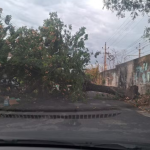 Madrugada de chuva forte provoca quedas de árvores e interdições no Rio