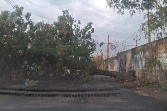 Madrugada de chuva forte provoca quedas de árvores e interdições no Rio