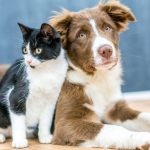 O Novo Código dos Animais proíbe práticas como rinhas, vaquejadas, tatuagens, piercings e cirurgias estéticas.