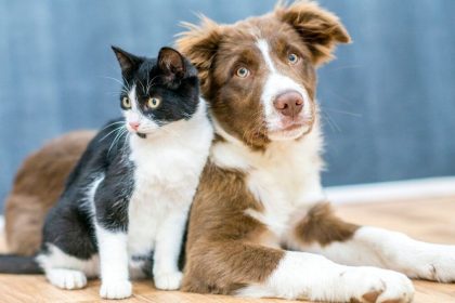 O Novo Código dos Animais proíbe práticas como rinhas, vaquejadas, tatuagens, piercings e cirurgias estéticas.