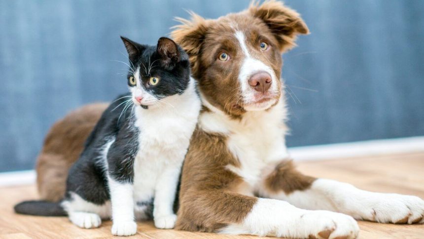 O Novo Código dos Animais proíbe práticas como rinhas, vaquejadas, tatuagens, piercings e cirurgias estéticas.