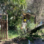 Derrubada de cerca em terreno de moradora de Búzios