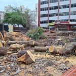 Árvores derrubadas no Flamengo