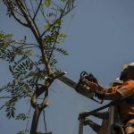 Corte de árvores não podem ser apenas avaliadas à luz das compensações urbanas, é a avaliação do presidente do CAU/RJ. Sydnei Menezes