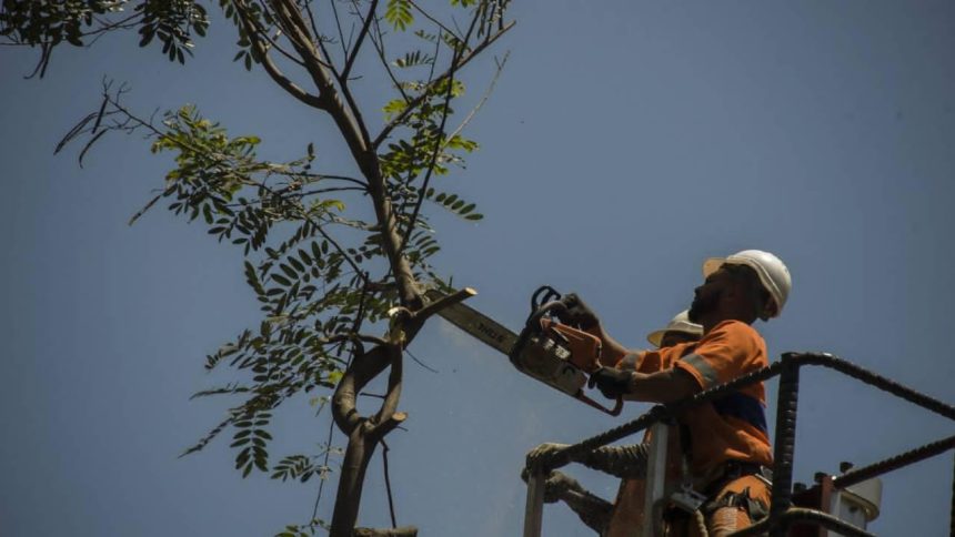 Corte de árvores não podem ser apenas avaliadas à luz das compensações urbanas, é a avaliação do presidente do CAU/RJ. Sydnei Menezes