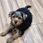 Cachorro resgatado de canil clandestino