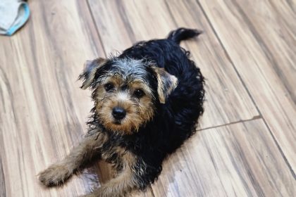 Cachorro resgatado de canil clandestino