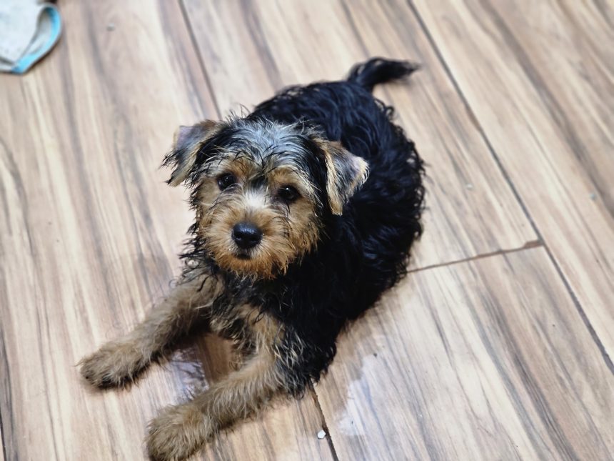 Cachorro resgatado de canil clandestino