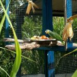 Norma vale para animais que não podem voltar para a natureza por causa de mutilações, doenças ou outra debilidade