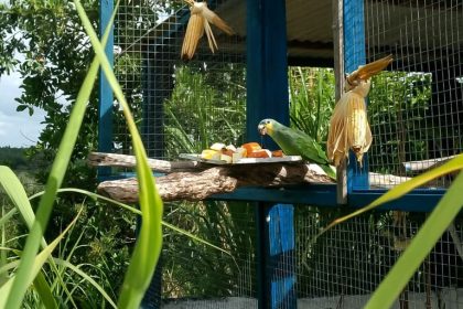 Norma vale para animais que não podem voltar para a natureza por causa de mutilações, doenças ou outra debilidade