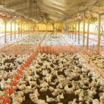 Granjas de aves em Barra do Piraí operavam sem licenciamento ambiental e foram alvo de interdição após fiscalização do Inea.