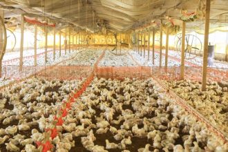 Granjas de aves em Barra do Piraí operavam sem licenciamento ambiental e foram alvo de interdição após fiscalização do Inea.